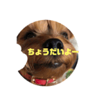 テトタロ（個別スタンプ：5）