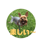 テトタロ（個別スタンプ：6）