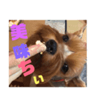 テトタロ（個別スタンプ：11）