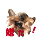 テトタロ（個別スタンプ：16）