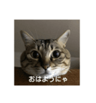 シマアジの可愛いスタンプ（個別スタンプ：1）