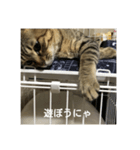 シマアジの可愛いスタンプ（個別スタンプ：2）