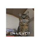 シマアジの可愛いスタンプ（個別スタンプ：5）