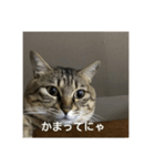 シマアジの可愛いスタンプ（個別スタンプ：6）