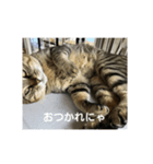 シマアジの可愛いスタンプ（個別スタンプ：8）