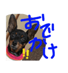 りんちゃんが使うスタンプ（個別スタンプ：12）