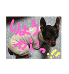 りんちゃんが使うスタンプ（個別スタンプ：13）
