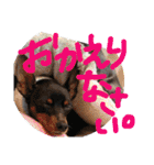 りんちゃんが使うスタンプ（個別スタンプ：19）