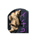 招き猫❣️（個別スタンプ：1）