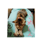 招き猫❣️（個別スタンプ：3）