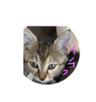 招き猫❣️（個別スタンプ：5）