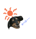 愛犬デュオ（個別スタンプ：1）