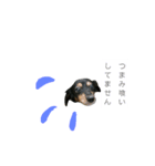 愛犬デュオ（個別スタンプ：2）