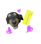 愛犬デュオ（個別スタンプ：3）