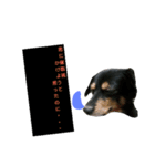 愛犬デュオ（個別スタンプ：4）
