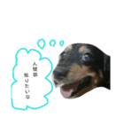 愛犬デュオ（個別スタンプ：5）