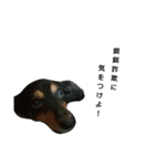 愛犬デュオ（個別スタンプ：8）