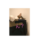 cccccat（個別スタンプ：1）