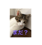 cccccat（個別スタンプ：2）