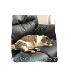 cccccat（個別スタンプ：5）
