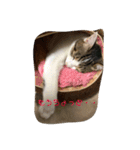cccccat（個別スタンプ：6）