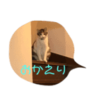 cccccat（個別スタンプ：7）