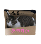 cccccat（個別スタンプ：8）