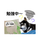 黒柴りき6（個別スタンプ：1）