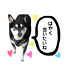 黒柴りき6（個別スタンプ：2）