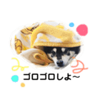 黒柴りき6（個別スタンプ：5）