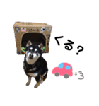 黒柴りき6（個別スタンプ：10）