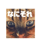 みけとたまの使いづらいスタンプ1（個別スタンプ：4）