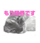 みけとたまの使いづらいスタンプ1（個別スタンプ：5）