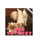 みけとたまの使いづらいスタンプ1（個別スタンプ：8）