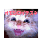 みけとたまの使いづらいスタンプ1（個別スタンプ：9）