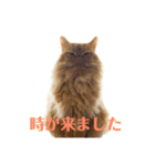 みけとたまの使いづらいスタンプ1（個別スタンプ：11）