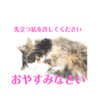 みけとたまの使いづらいスタンプ1（個別スタンプ：12）