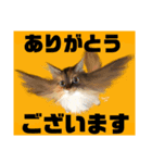 みけとたまの使いづらいスタンプ1（個別スタンプ：13）