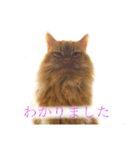 みけとたまの使いづらいスタンプ1（個別スタンプ：14）