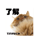 みけとたまの使いづらいスタンプ1（個別スタンプ：15）