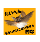 みけとたまの使いづらいスタンプ1（個別スタンプ：16）