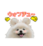 愛犬スタンプ〜マウスver.〜チームA（個別スタンプ：22）