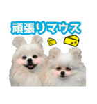 愛犬スタンプ〜マウスver.〜チームB（個別スタンプ：1）