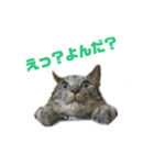 にゃんしーの仲間たち（個別スタンプ：1）