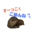 にゃんしーの仲間たち（個別スタンプ：2）