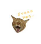 にゃんしーの仲間たち（個別スタンプ：3）