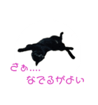 にゃんしーの仲間たち（個別スタンプ：4）