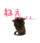 にゃんしーの仲間たち（個別スタンプ：5）