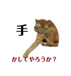 にゃんしーの仲間たち（個別スタンプ：7）