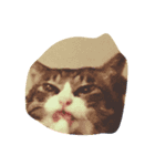 2匹の猫達（個別スタンプ：1）